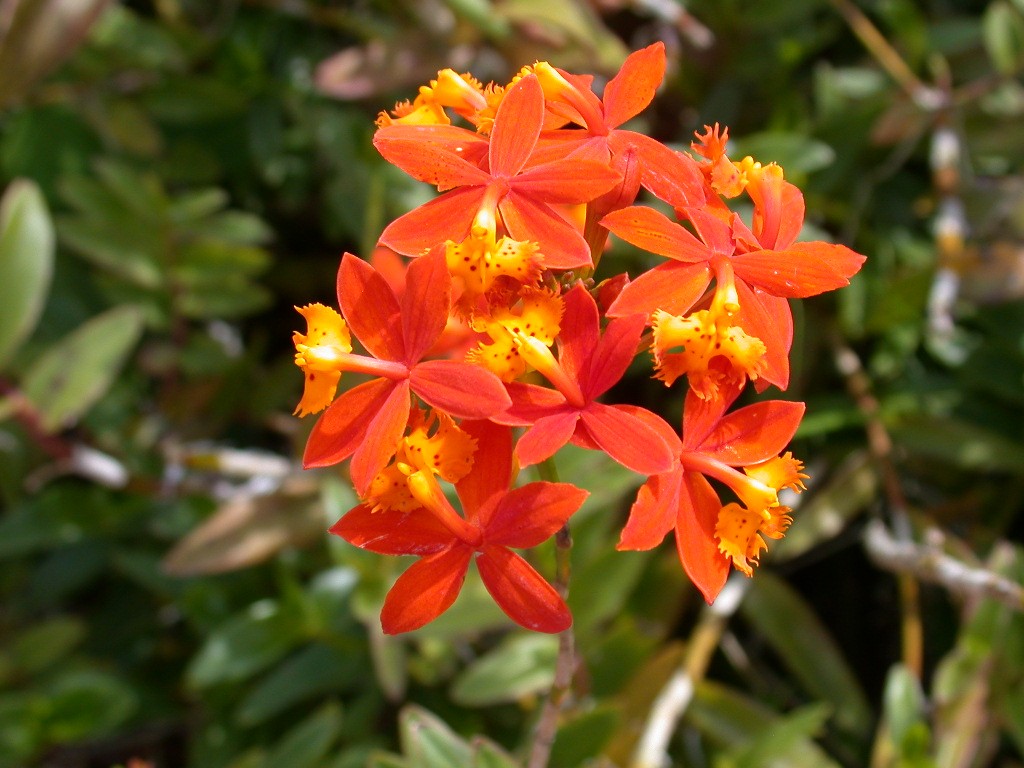 Epidendrum Orchids