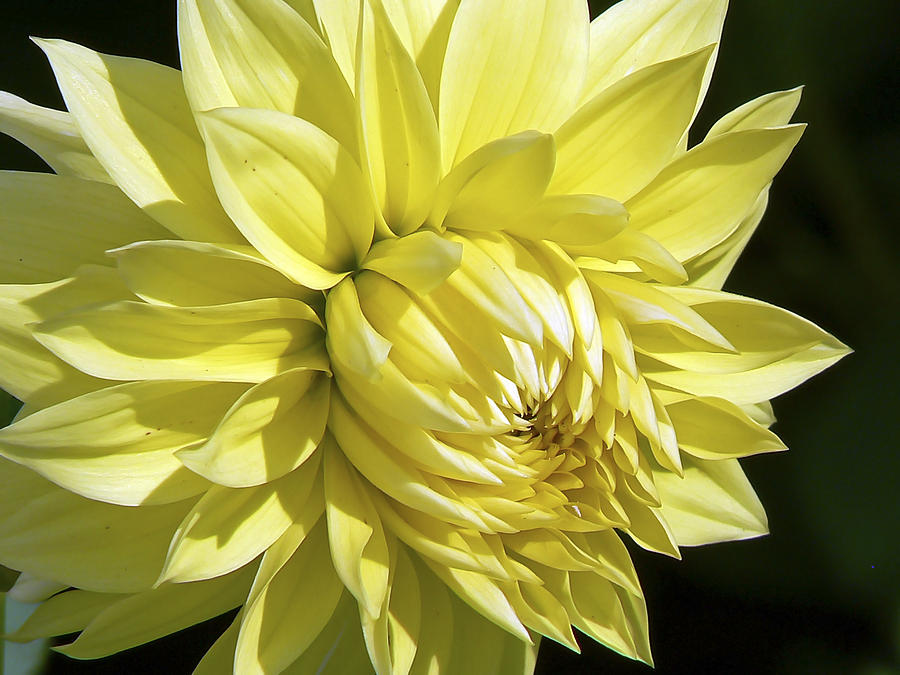 Top 15 Beautiful Yellow Flowers In The World - Yabibo
