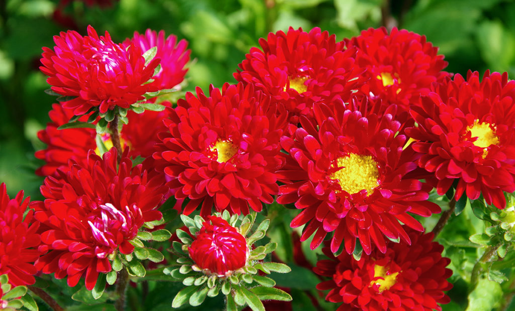 Aster flower