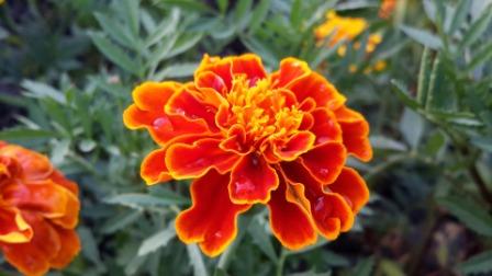 Top 10 Beautiful Marigold Flowers