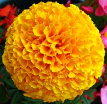  types of marigold flowers