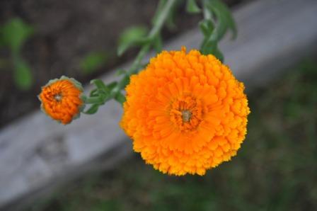 Top 10 Beautiful Marigold Flowers