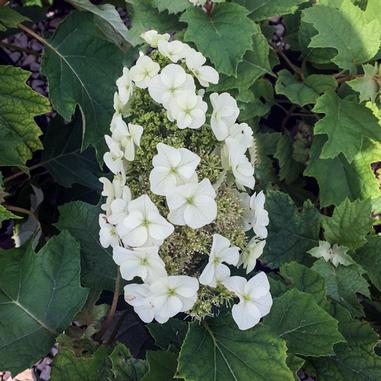 flower hydrangea 