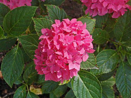 flower hydrangea