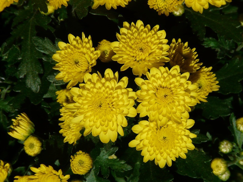 Top 15 Beautiful Yellow Flowers In The World