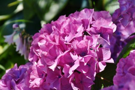 hydrangea Flower