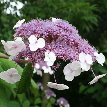 hydrangea flower