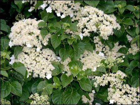 hydrangea flowers