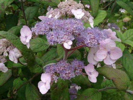 hydrangea flowers