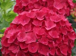 hydrangea-flowers image