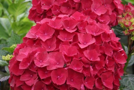hydrangea-flowers image