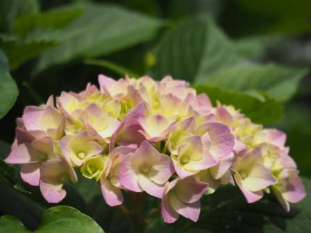 hydrangeas Flower