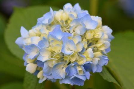 hydrangeas Flowers 