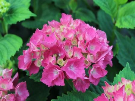 hydrangeas flower