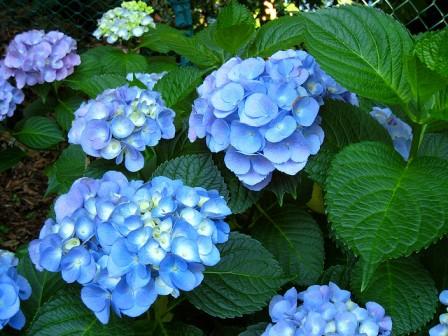 hydrangeas flowers