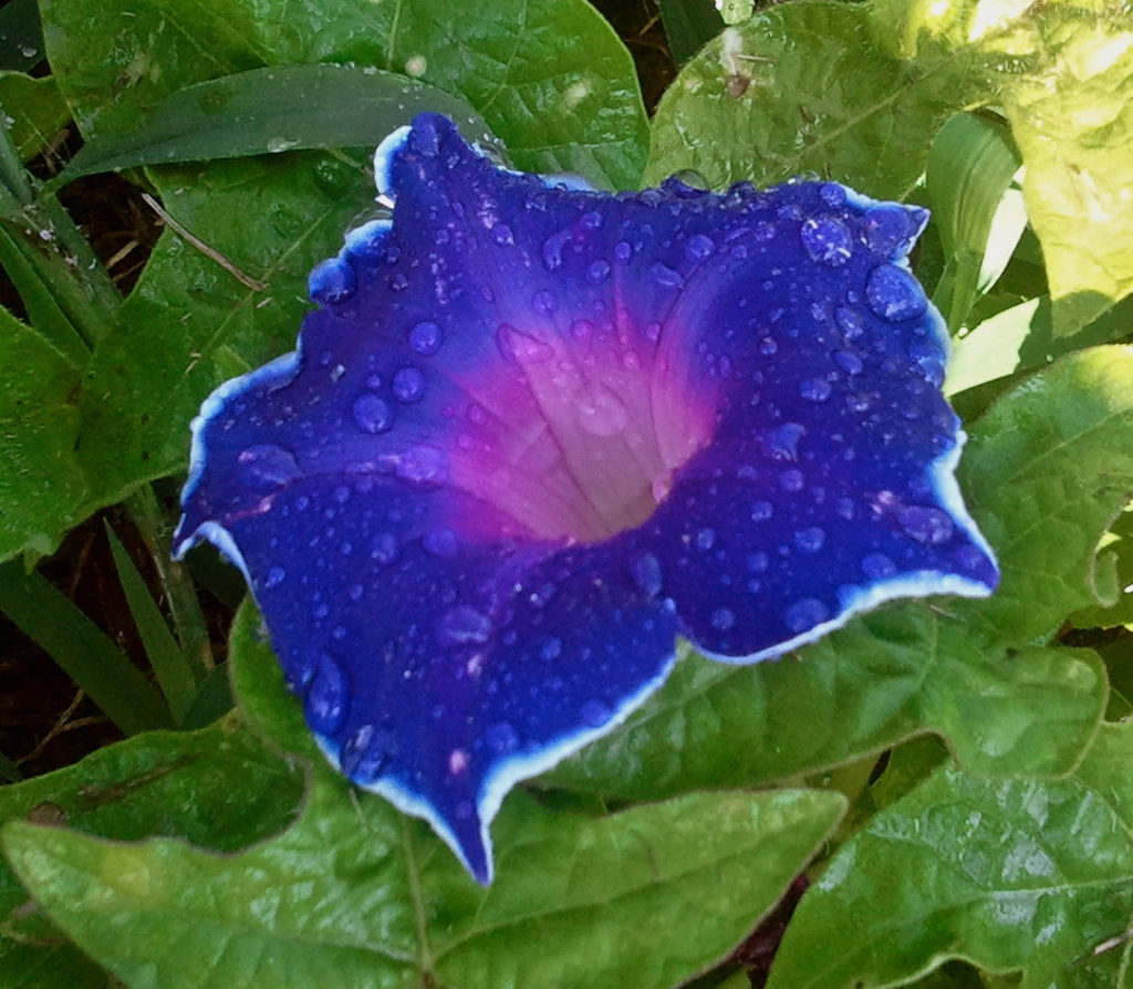  Ipomoea Nil or Ivy Morning Glory, morning glory flower