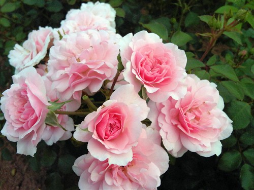 Top 10 Beautiful Pink Roses In The world