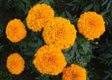 Top 10 Beautiful Marigold Flowers