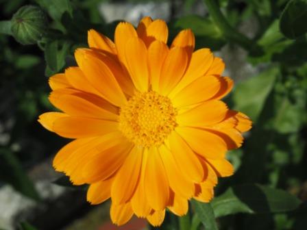 Top 10 Beautiful Marigold Flowers