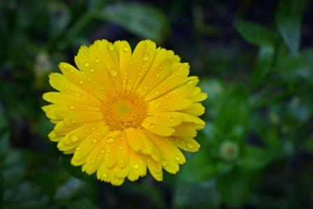 Top 10 Beautiful Marigold Flowers