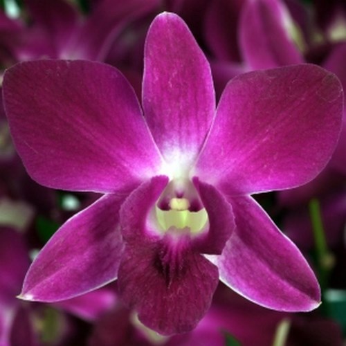 Dendrobium orchid flower