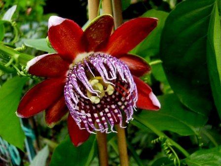 Passion Flowers