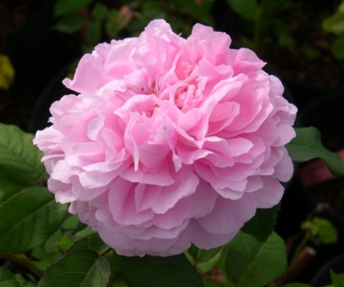 Top 10 Beautiful Pink Roses In The world