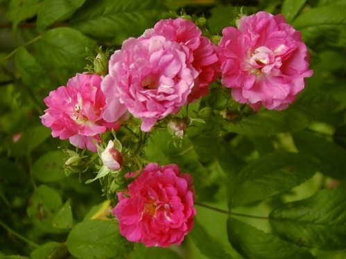 Top 10 Beautiful Pink Roses In The world