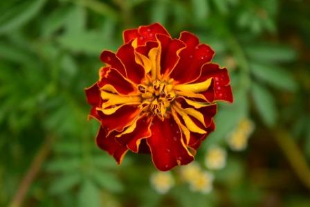 tagete 1678899 1920 - Top 10 Beautiful Marigold Flowers