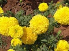 types of marigold flowers