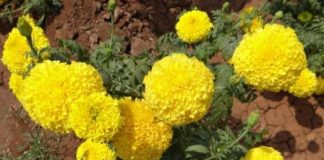 types of marigold flowers