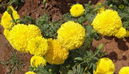 types of marigold flowers