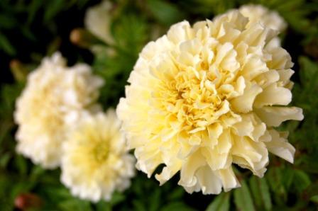 types of marigold flowers 4 - Top 10 Beautiful Marigold Flowers