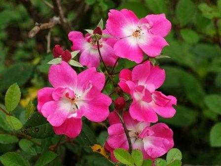 Top 10 Beautiful Pink Roses In The world