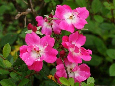 Top 10 Beautiful Pink Roses In The world Top 10 Beautiful Pink Roses In The world