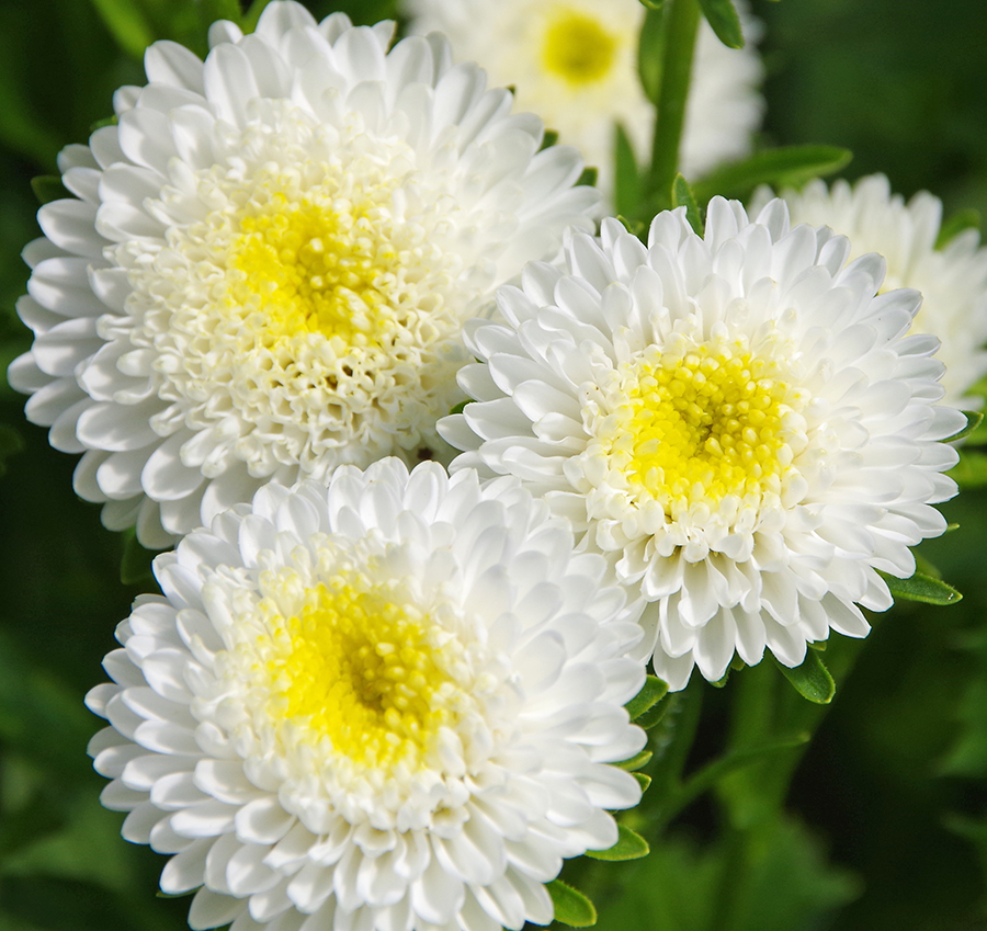 Aster flower