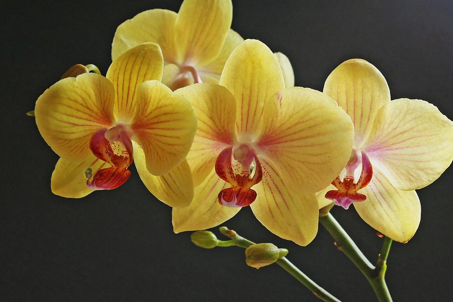 Top 15 Beautiful Yellow Flowers In The World