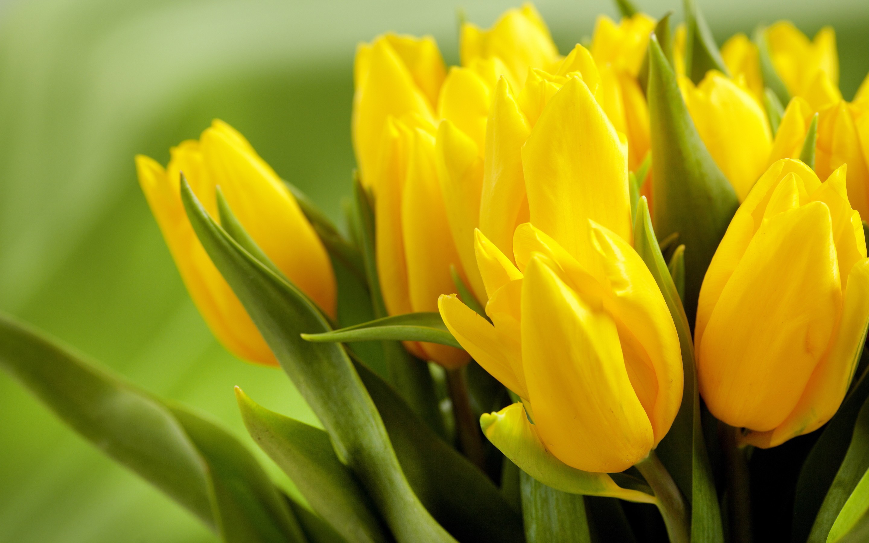 yellow tulips wallpaper 1 - Top 15 Beautiful Yellow Flowers In The World