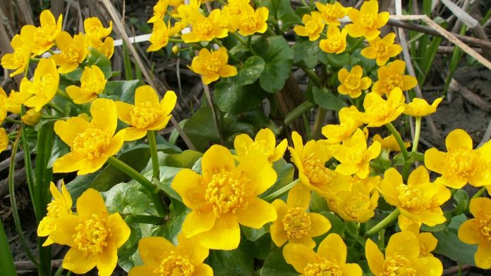 Yellow flowers