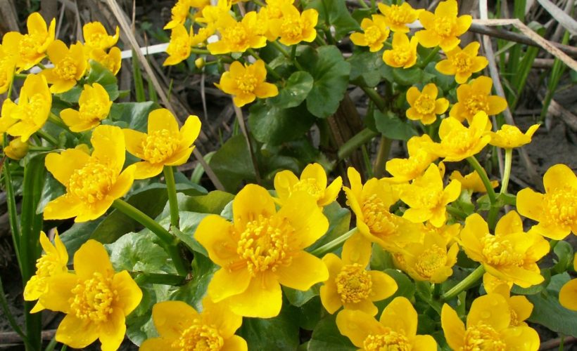 Yellow flowers Yellow flowers