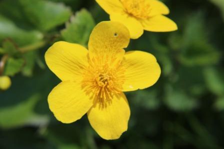 Top 10 Beautiful Marigold Flowers