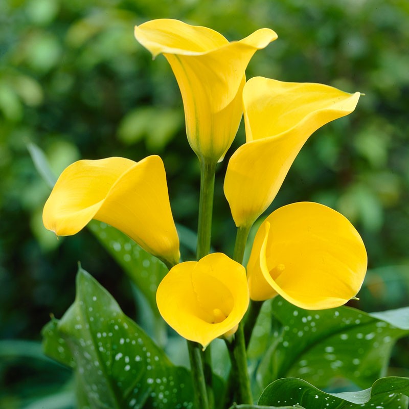 zantedeschia florex gold - Top 15 Beautiful Yellow Flowers In The World