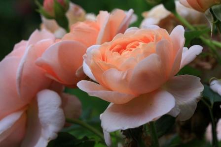 Most Beautiful Orange Roses In The World