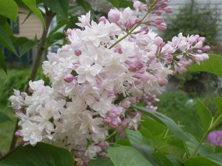 lilac Flowers