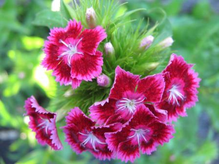 Most Beautiful Carnation Flowers In The World