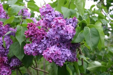 Top 10 Most Beautiful Lilac Flowers