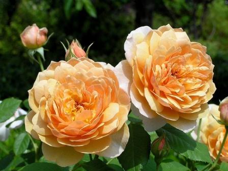 Orange Roses