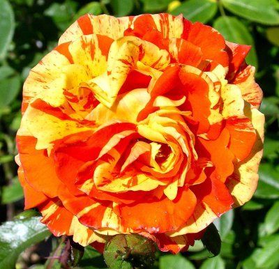 Most Beautiful Orange Roses In The World