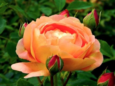 Most Beautiful Orange Roses In The World