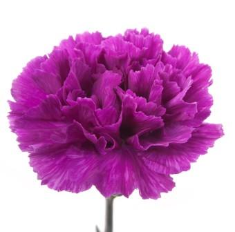 Most Beautiful Carnation Flowers In The World